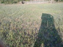 Działka budowlana Świnice Warckie, ul. Dworcowa. Zdjęcie 2