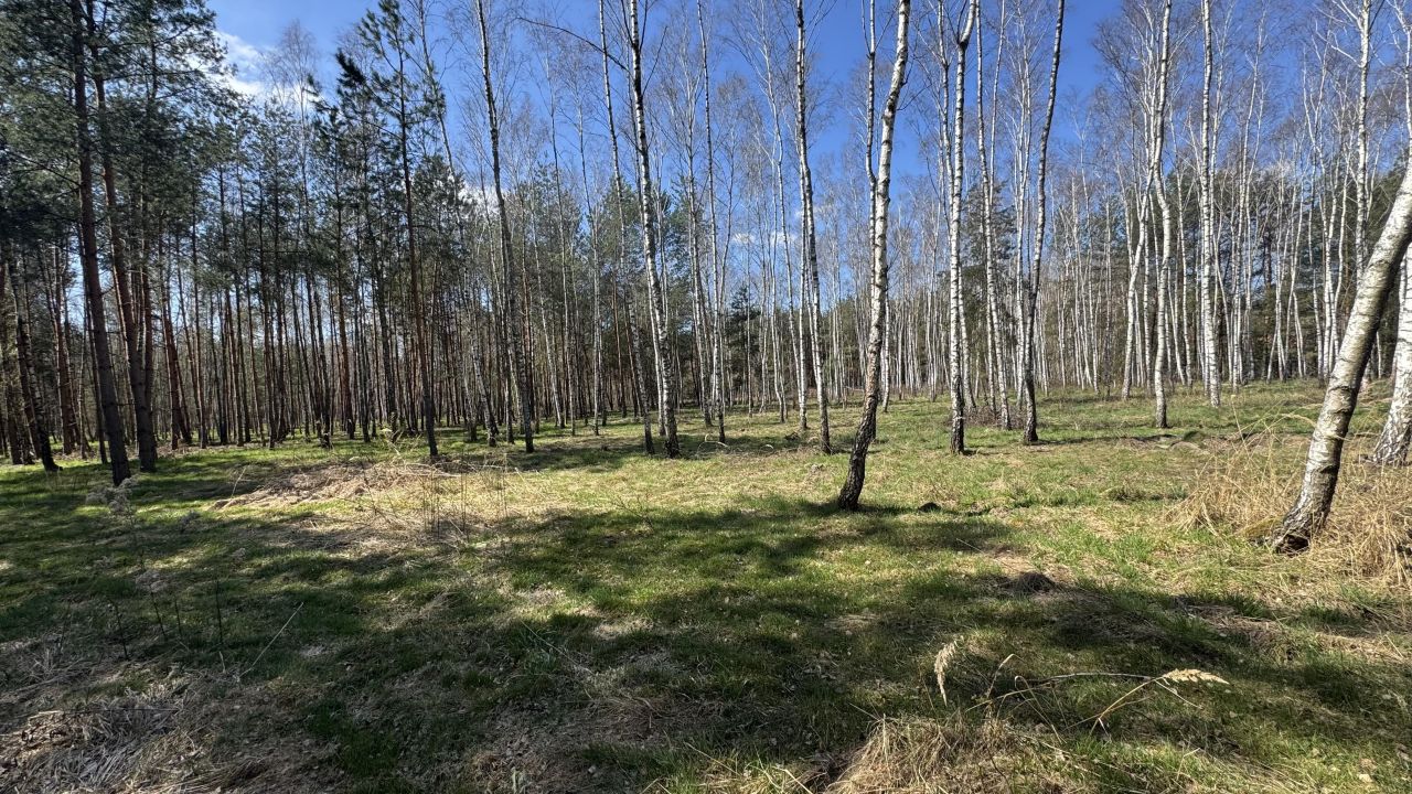 Działka leśna Zbydniów, ul. Konwaliowa. Zdjęcie 3