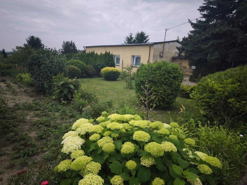 Działka rod Żychlin, ul. Łukasińskiego. Zdjęcie 2