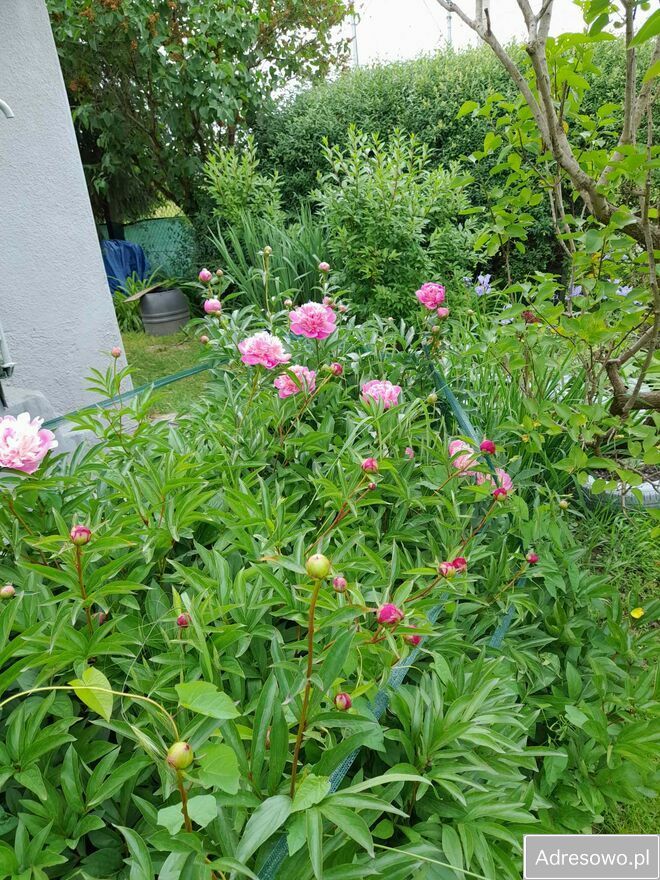 Działka rod Tarnów. Zdjęcie 9