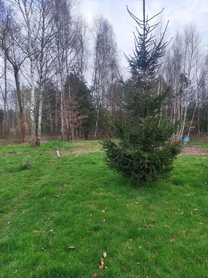 Działka budowlana Chorzelów. Zdjęcie 6