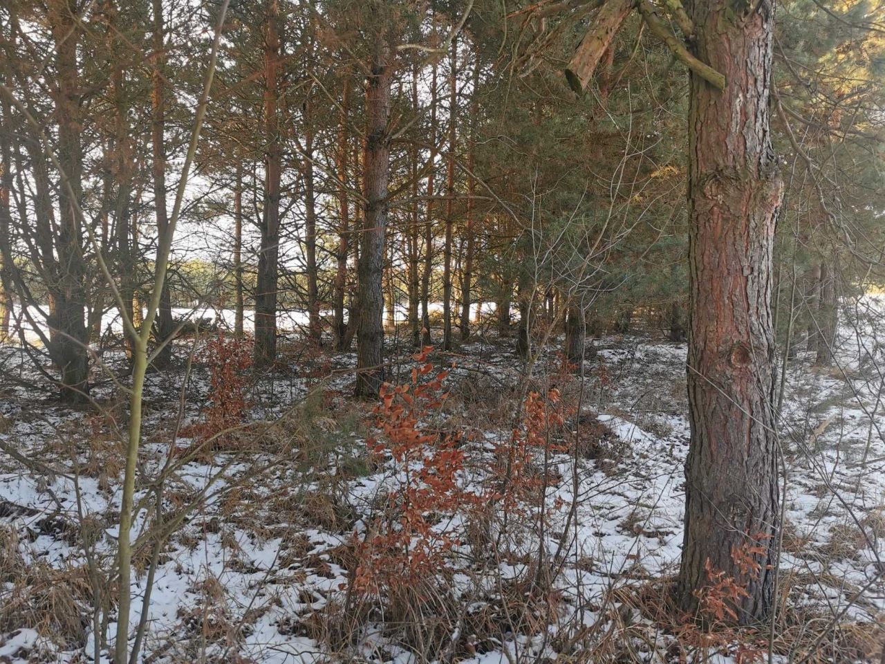 Działka leśna Nowy Jasieniec Iłżecki. Zdjęcie 3