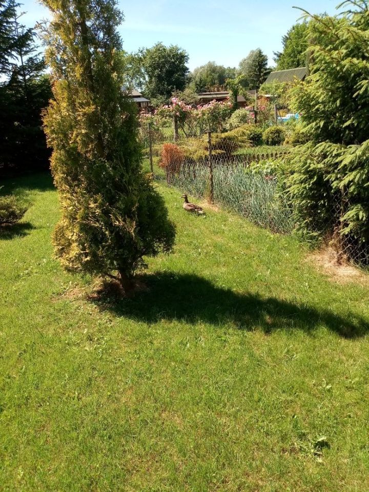 Działka rod Szczecin Centrum. Zdjęcie 5