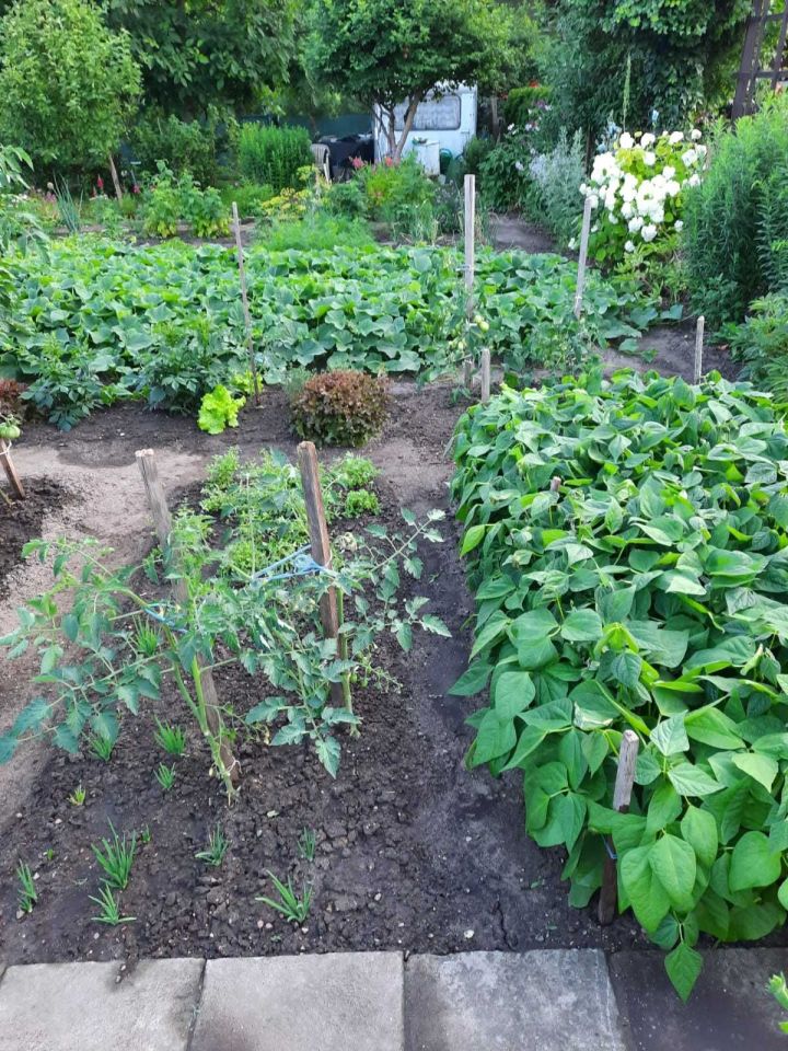 Działka rod Koronowo. Zdjęcie 2