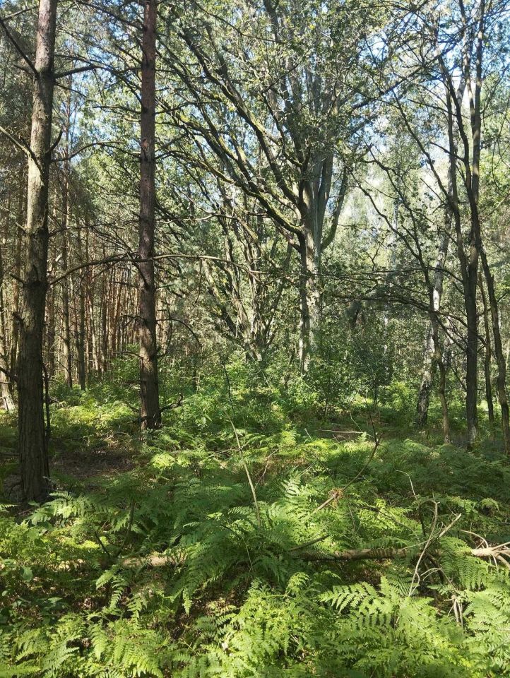 Działka rekreacyjna Pałki. Zdjęcie 5