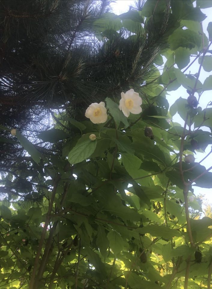 Działka rekreacyjna Warszawa Mokotów, ul. Imielińska