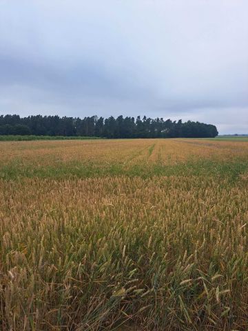 Działka rolna Warblewo. Zdjęcie 1