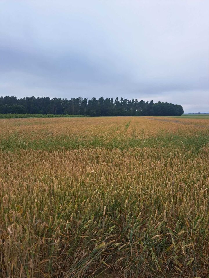Działka rolna Warblewo. Zdjęcie 1