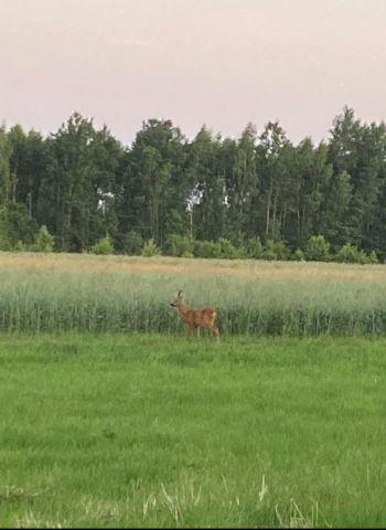 Działka rekreacyjna Osieck Kąciki, Jesennia. Zdjęcie 3