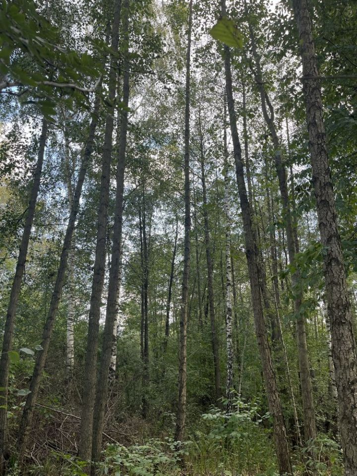 Działka leśna Olszyny. Zdjęcie 3