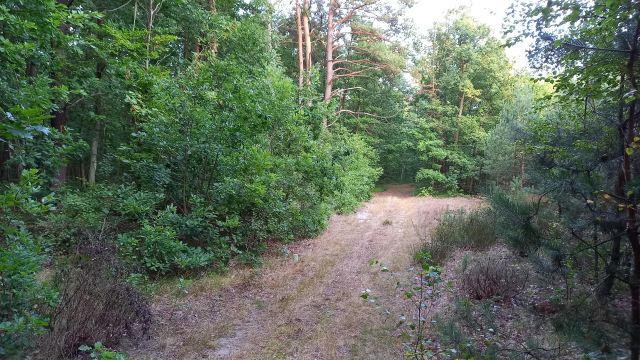 Działka leśna Maciejowice. Zdjęcie 1