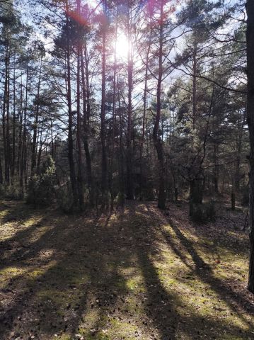 Działka budowlana Chełsty, ul. Klonowa. Zdjęcie 1