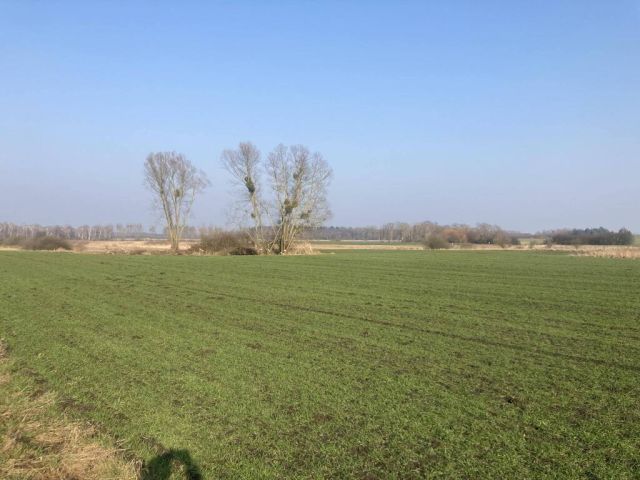 Działka rolna Głazów. Zdjęcie 4