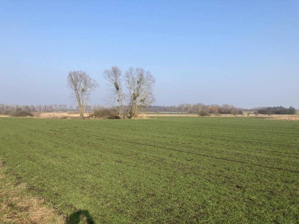 Działka rolna Głazów. Zdjęcie 4