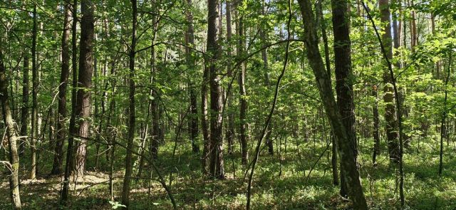 Działka rekreacyjna Wilkowyja. Zdjęcie 7