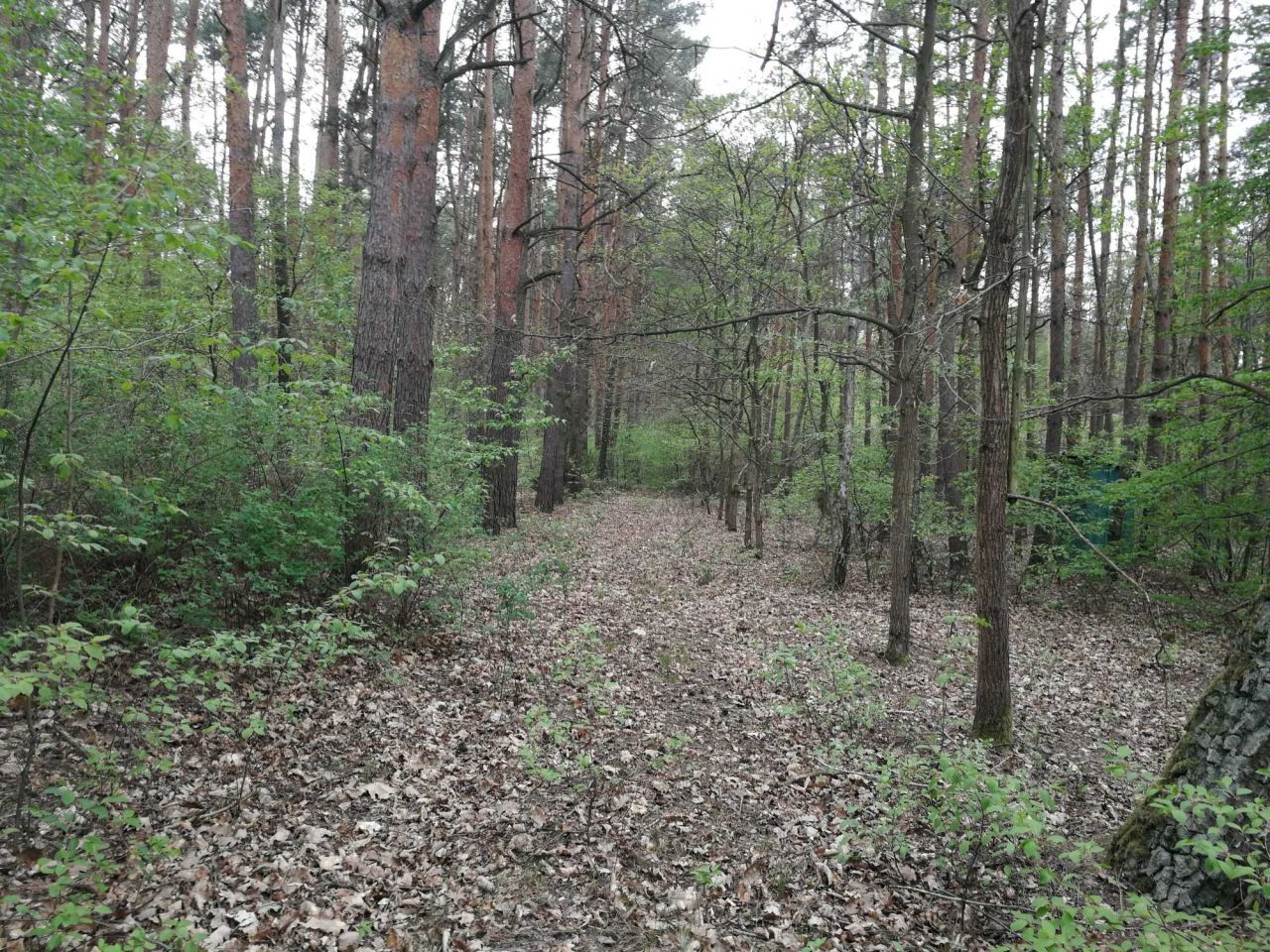 Działka budowlana Helenka. Zdjęcie 6