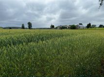 Działka rolna Rumunki Witkowskie. Zdjęcie 4