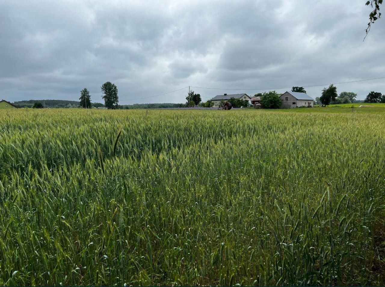 Działka rolna Rumunki Witkowskie. Zdjęcie 5