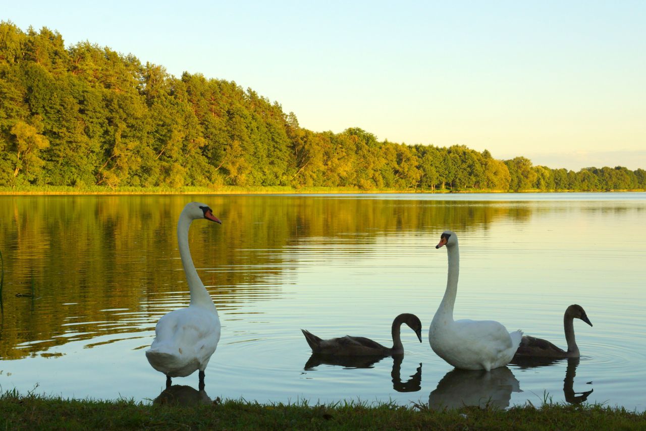 Działka budowlana Borowe. Zdjęcie 4