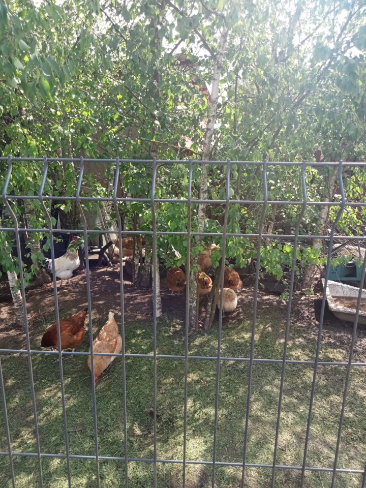 budynek wielorodzinny, 8 pokoi Krypno Kościelne. Zdjęcie 3