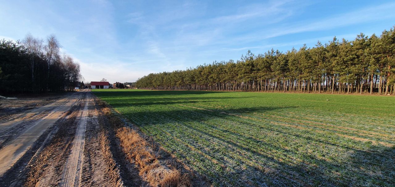 Działka rolno-budowlana Osiek Zamoście. Zdjęcie 6