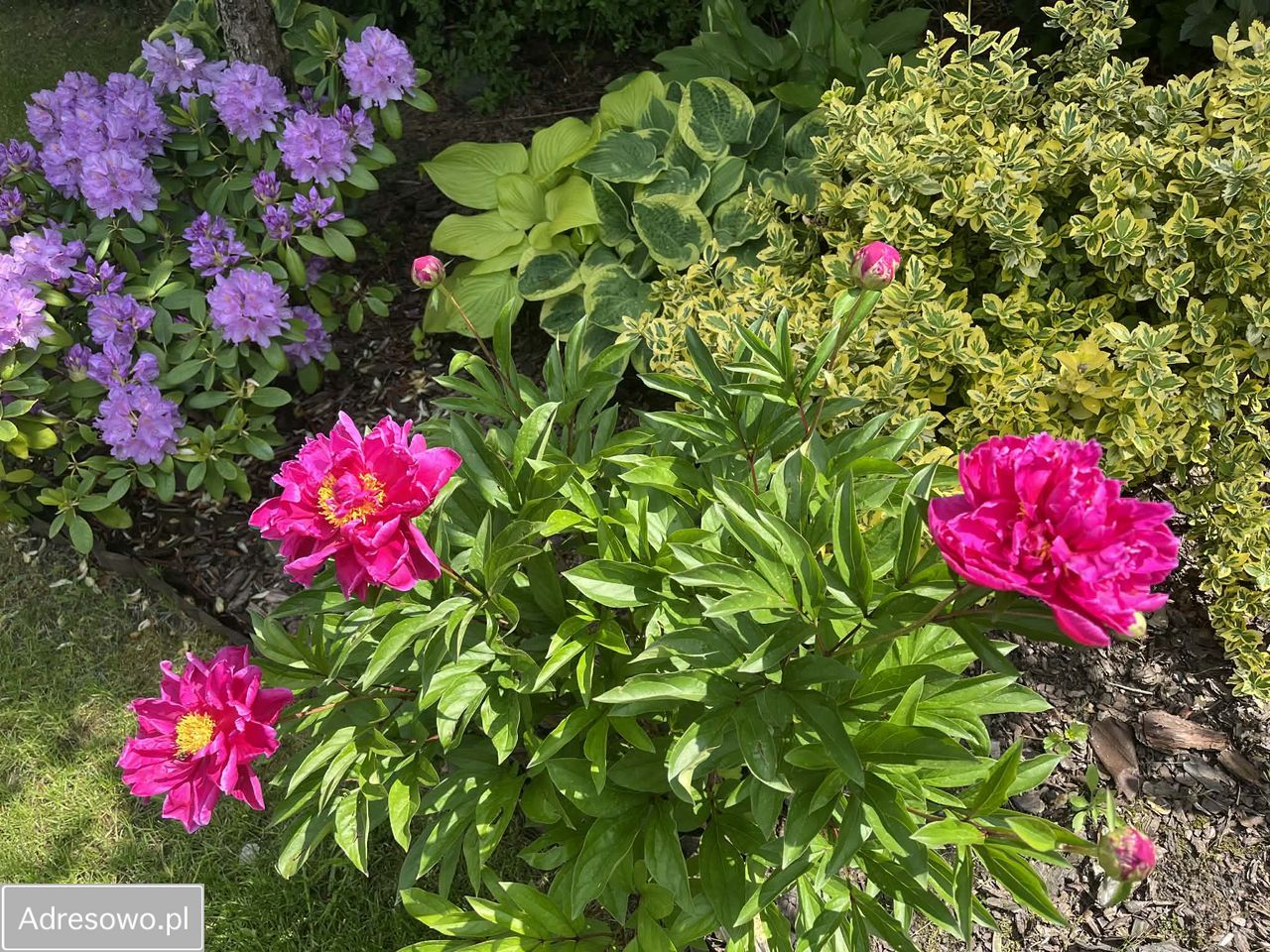 Działka rod Poznań Grunwald, ul. Bukowska. Zdjęcie 6