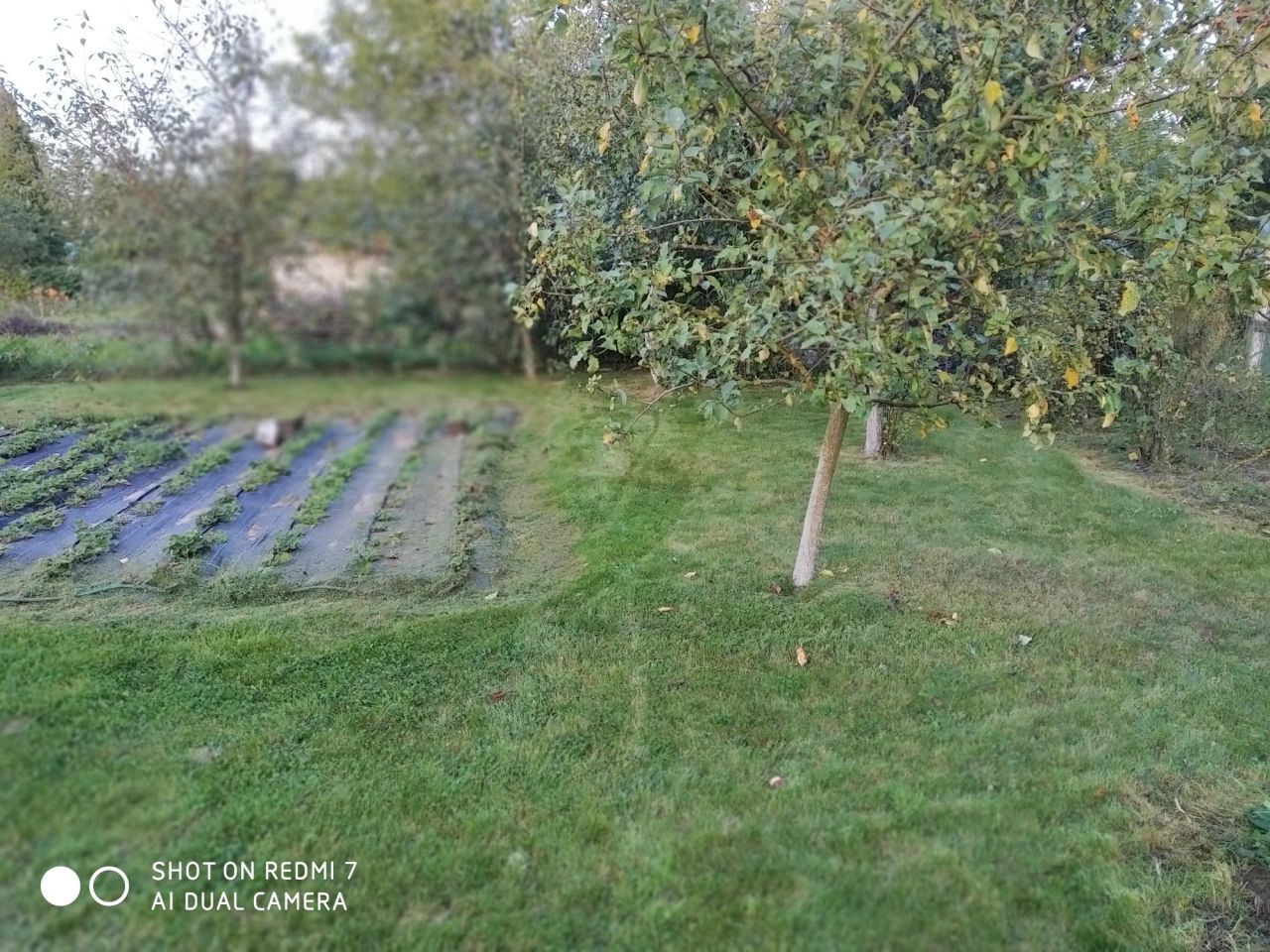 Działka rod Mława. Zdjęcie 2