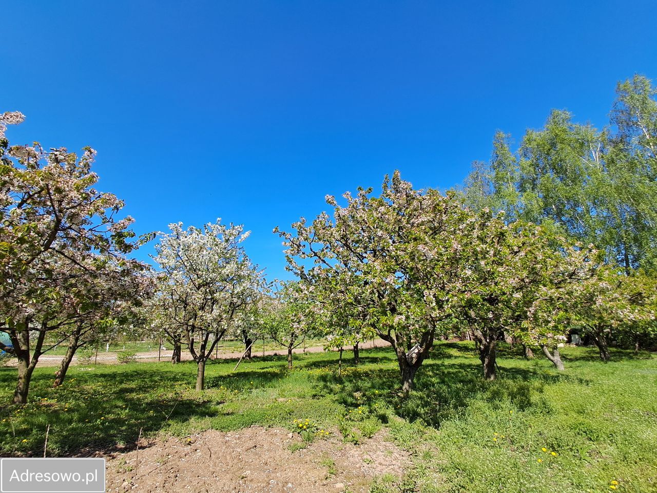 Działka budowlana Bogucin. Zdjęcie 19