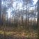 Działka leśna Załuże. Zdjęcie 8