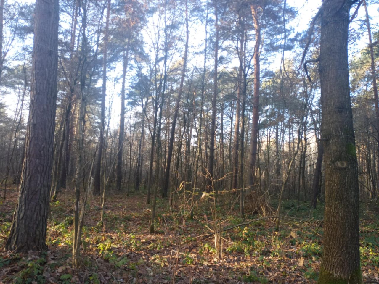 Działka leśna Załuże. Zdjęcie 8