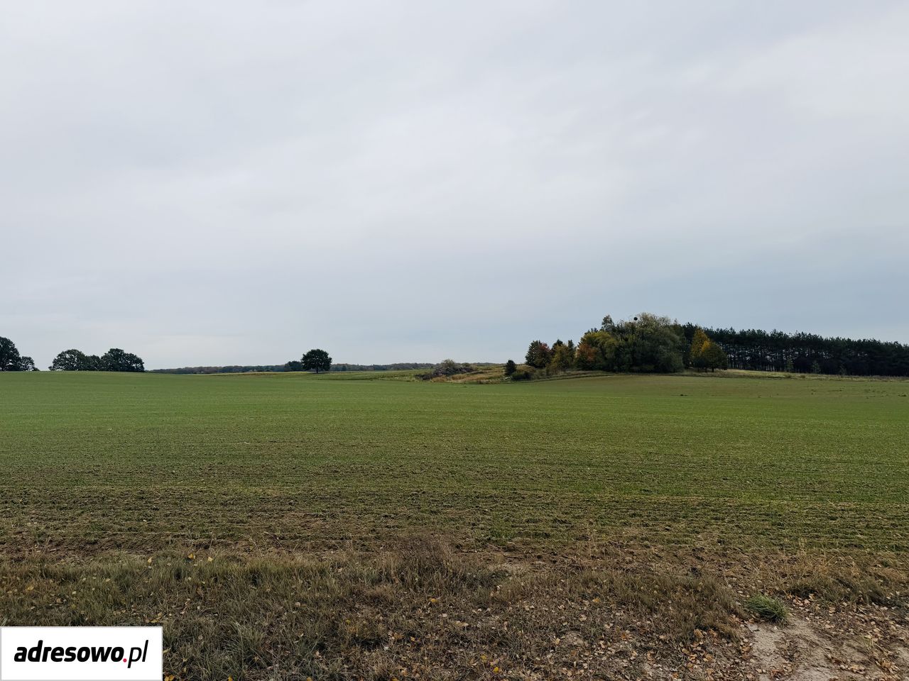 Działka budowlana Nowe Skoszewy. Zdjęcie 3