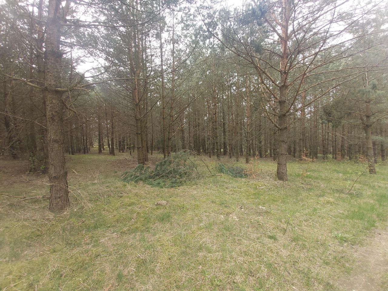 Działka leśna Ruś. Zdjęcie 8