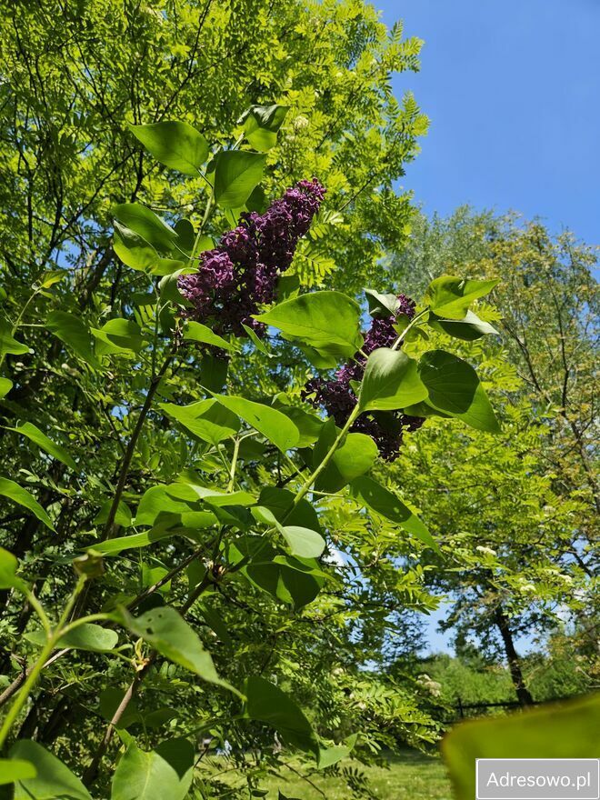 Działka rekreacyjna Czułów. Zdjęcie 9