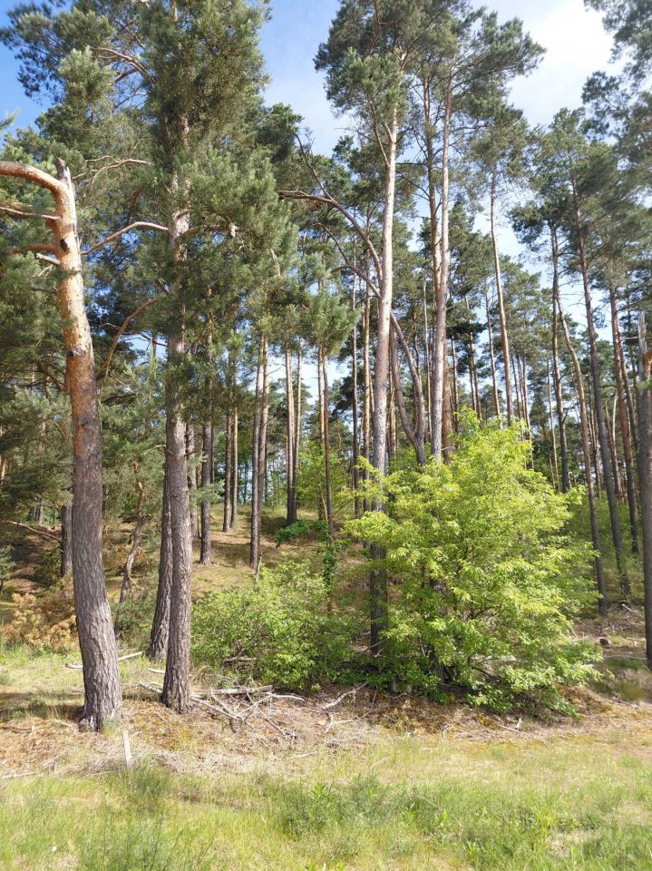 Działka leśna Grzeczna Panna. Zdjęcie 5