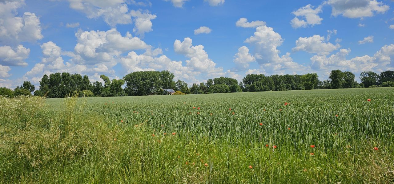 Działka siedliskowa Rzgów Drugi. Zdjęcie 8