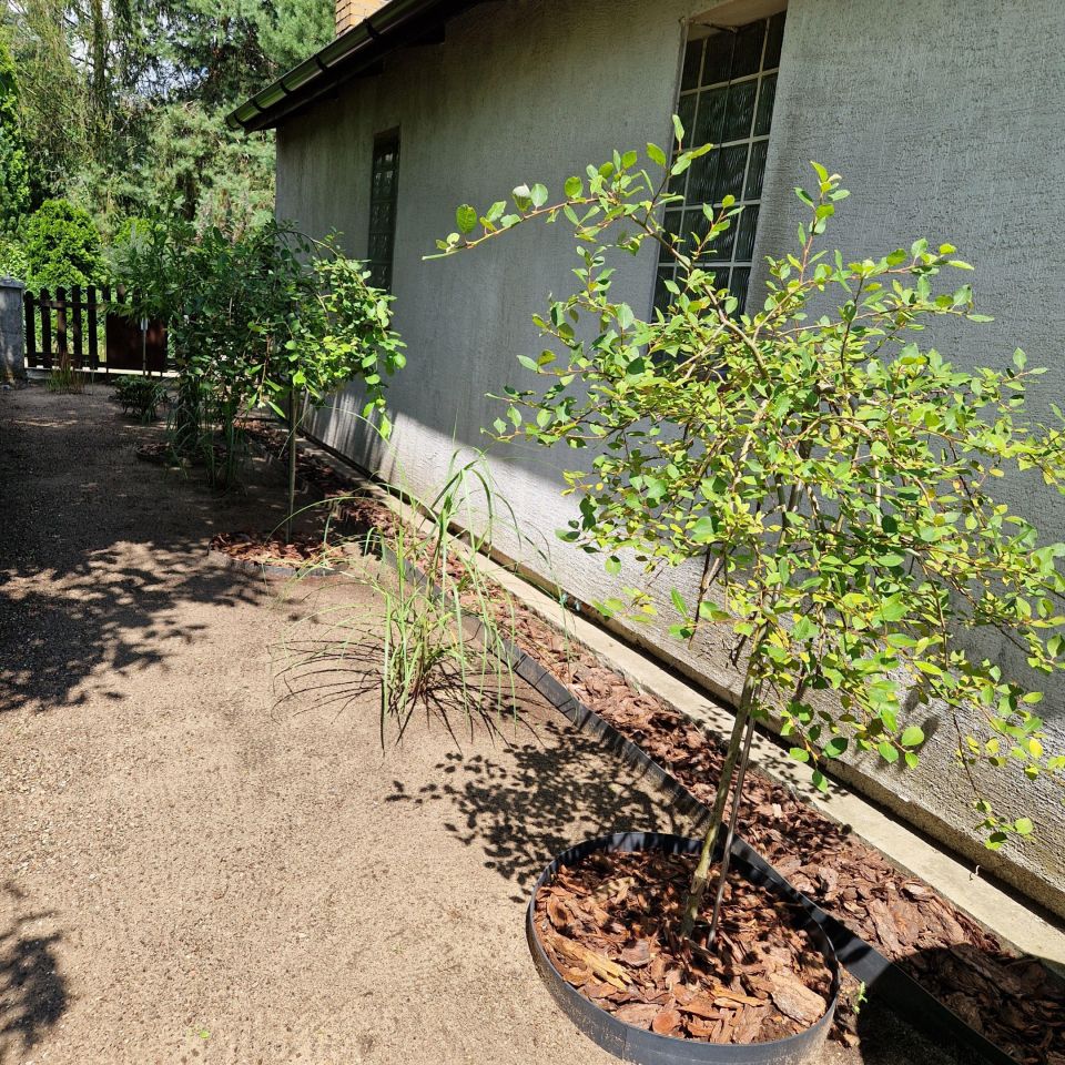 Działka rod Sierosław, ul. Leśna. Zdjęcie 10