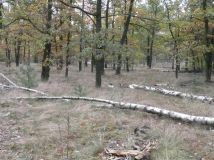 Działka leśna Warszawa Choszczówka, ul. Starego Dębu. Zdjęcie 3