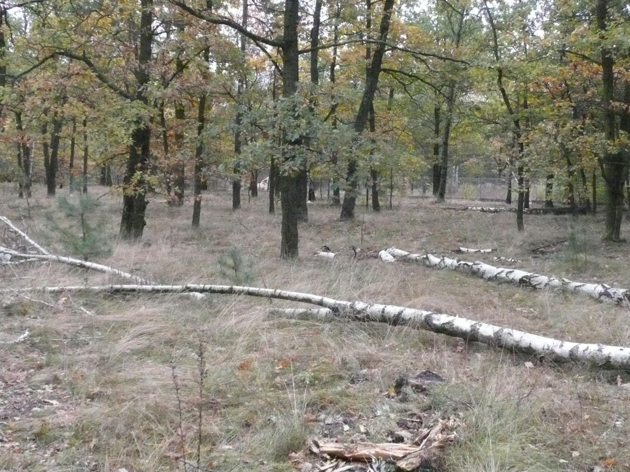 Działka leśna Warszawa Choszczówka, ul. Starego Dębu. Zdjęcie 4