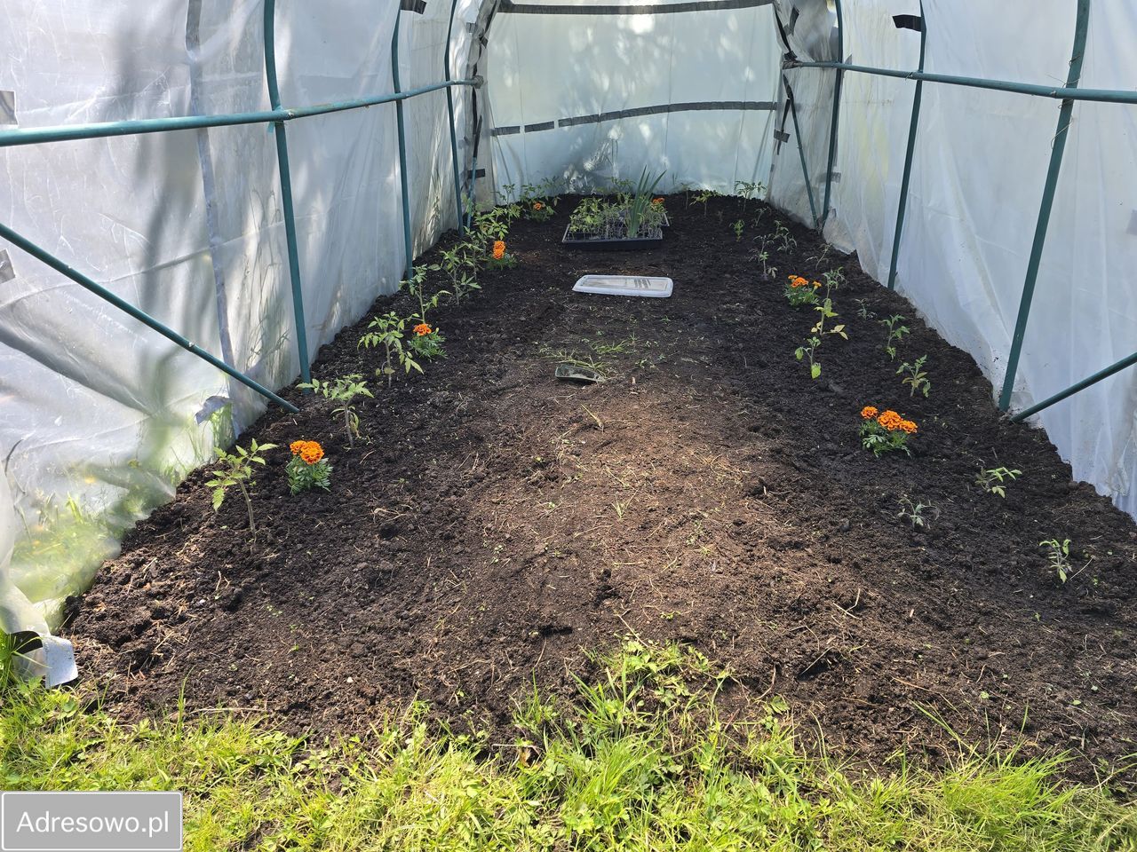 Działka rod Dębostrów. Zdjęcie 7