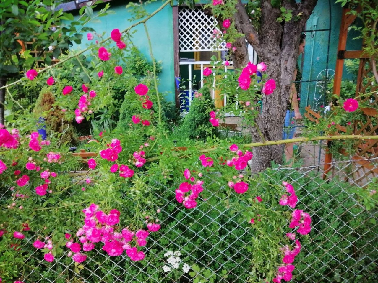 Działka rod Warszawa Targówek, ul. Mieszka I. Zdjęcie 2