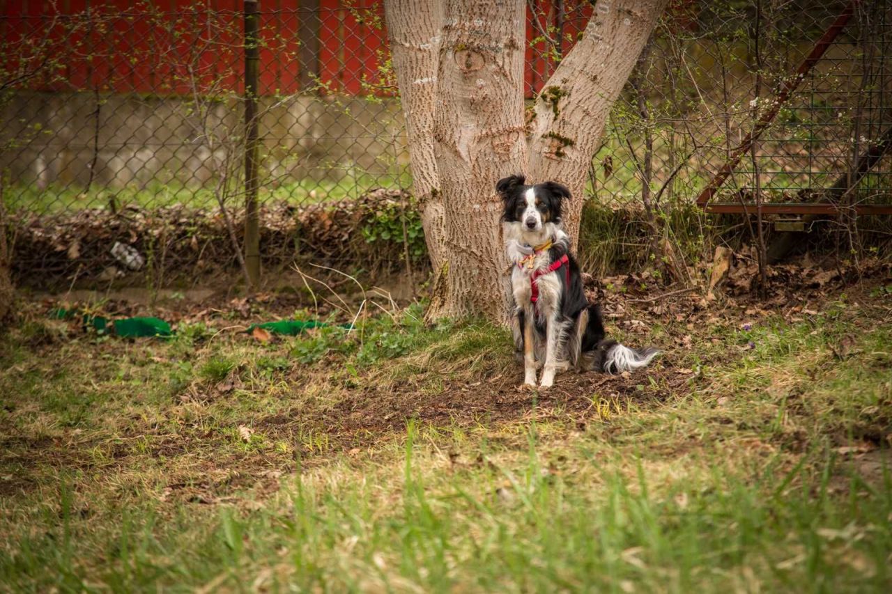 Działka rod Gdańsk Matarnia. Zdjęcie 6
