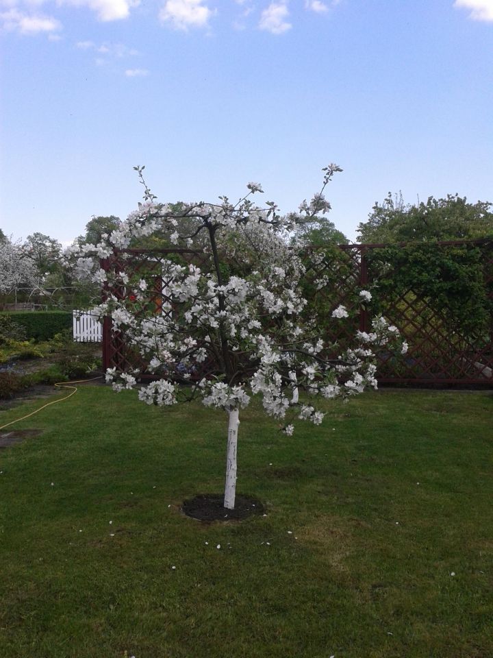 Działka rod Piła Koszyce, ul. Paderewskiego. Zdjęcie 8
