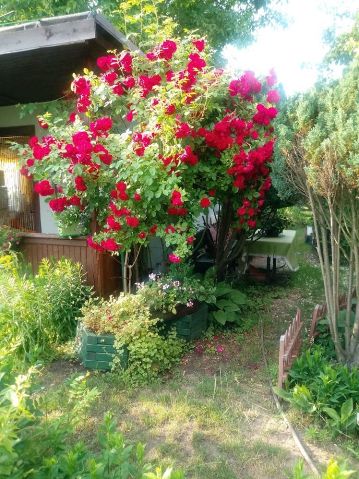 Działka rod Słubice, ul. Wojska Polskiego. Zdjęcie 7