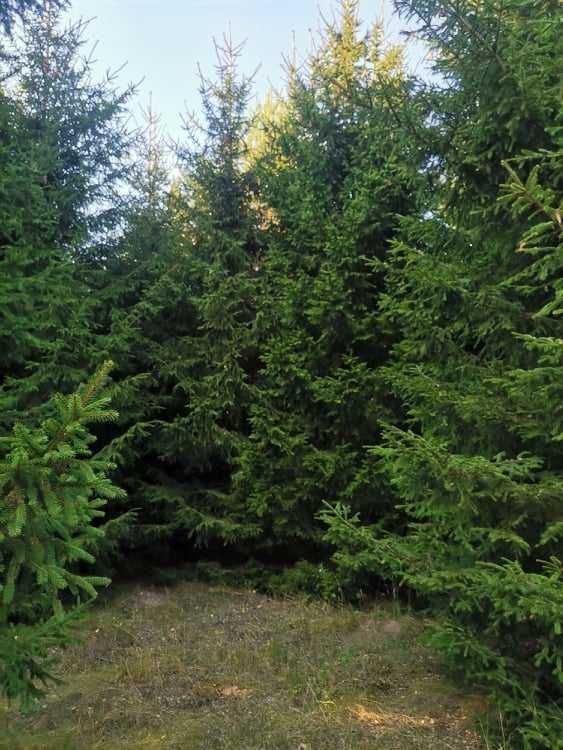 Działka leśna Pieńczykowo. Zdjęcie 2