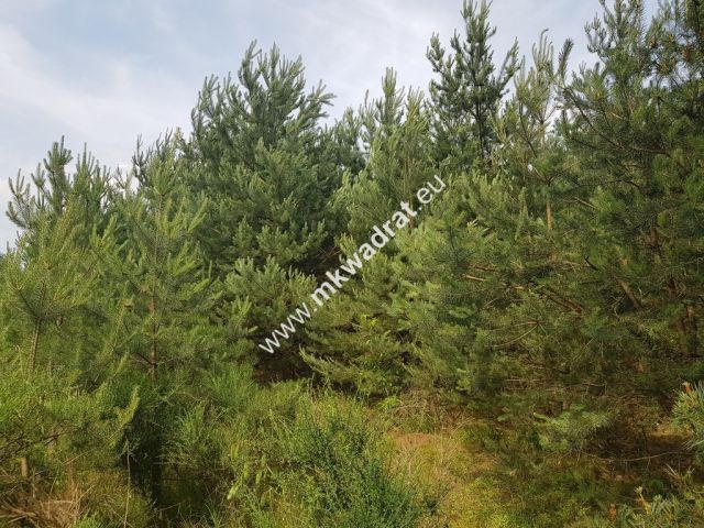 Działka rolna Grzegorzewice, ul. Tarczyńska. Zdjęcie 5