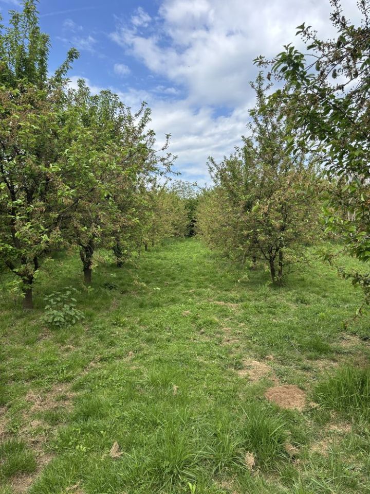 Działka budowlana Miłków. Zdjęcie 6