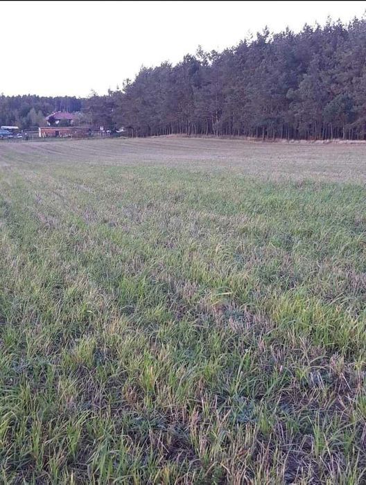 Działka budowlana Wolwark Laski. Zdjęcie 3