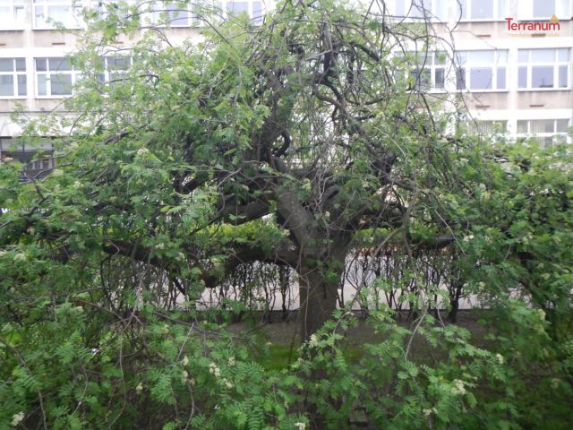 Mieszkanie 2-pokojowe Warszawa Śródmieście, ul. Świętojerska. Zdjęcie 17