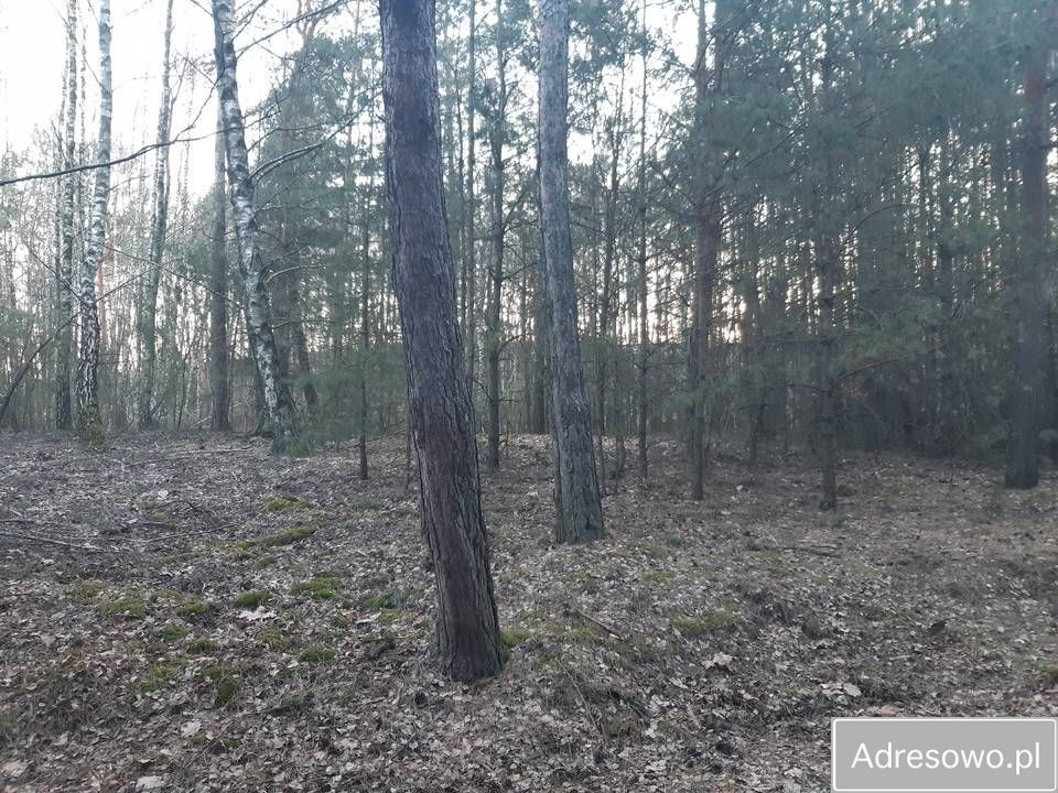 Działka leśna Dębno. Zdjęcie 5