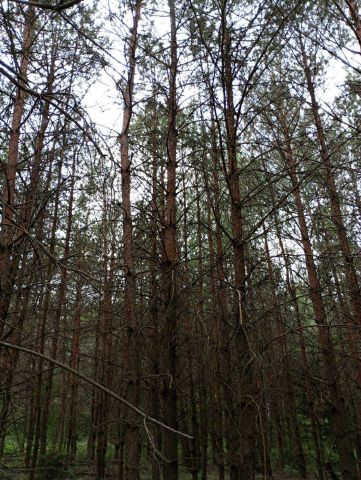 Działka leśna Nowy Dwór. Zdjęcie 1